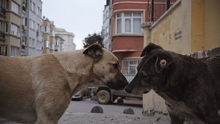 ストレイ　犬が見た世界劇照