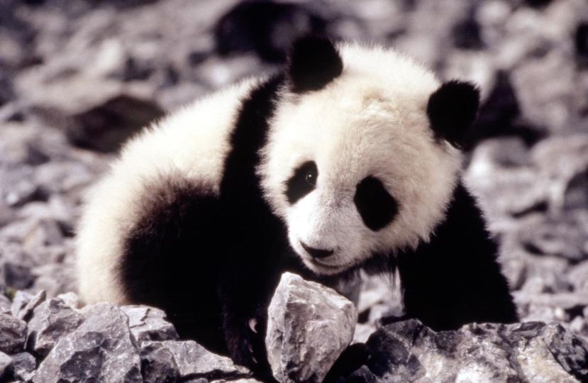 小貓熊歷險記 The Amazing Panda Adventure Foto