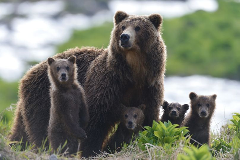캄차카의 곰 가족 Kamchatka Bears. Life Begins劇照