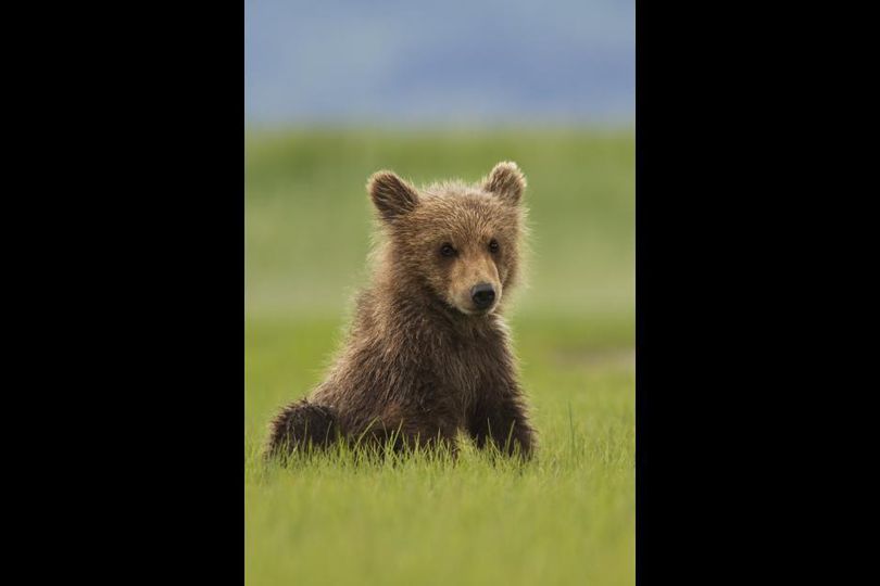 熊世界 阿拉斯加的棕熊/Bears劇照