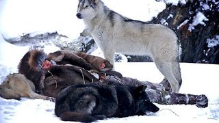 울프 Wolf Loup Photo
