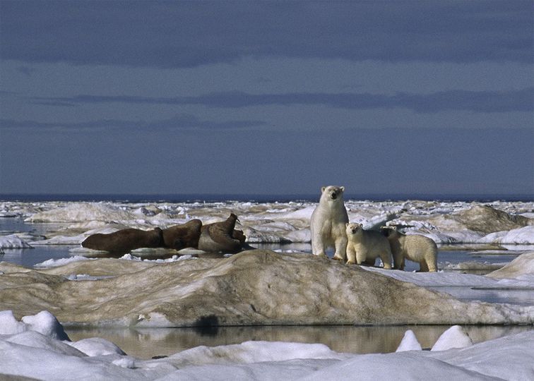 나누와 실라의 대모험 Arctic Tale Foto