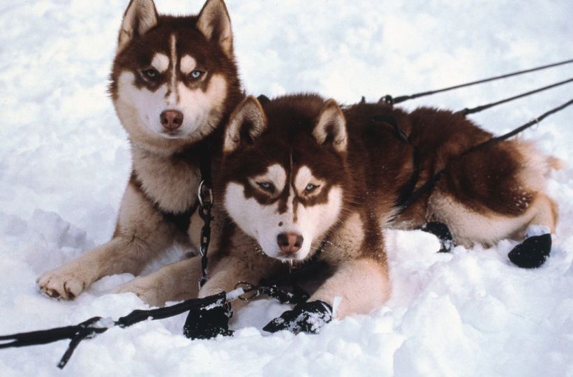 스노우 독스 Snow Dogs 사진