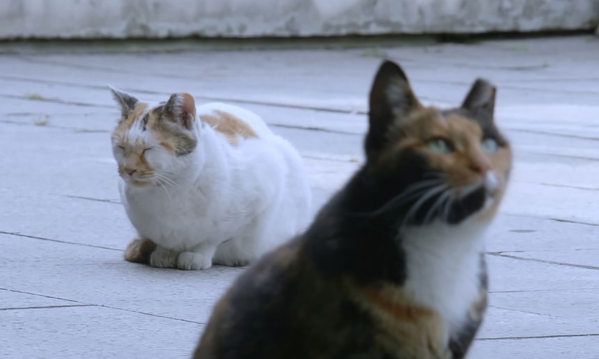 고양이들의 아파트 Cats\' Apartment劇照