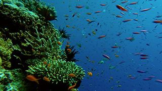 大堡礁 Great Barrier Reef劇照