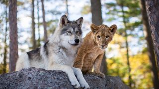 小獅與灰狼的夢想日記 The Wolf and the Lion Photo