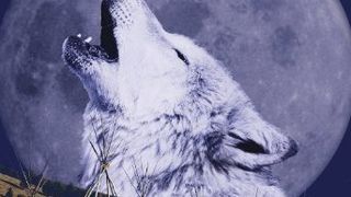 狼 Wolves 写真