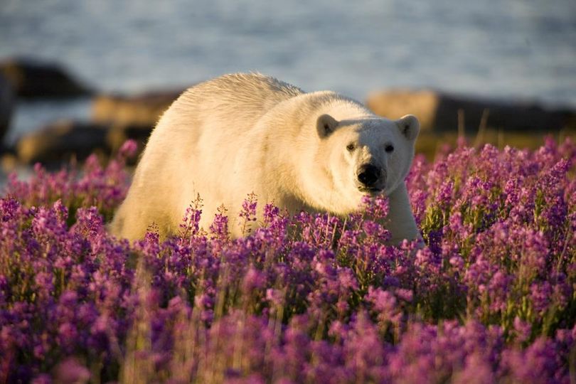 폴라 베어 썸머 Polar Bear Summer 사진