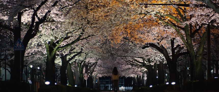 만개한 벚꽃나무 아래에서 Cold Bloom 桜並木の満開の下に Photo