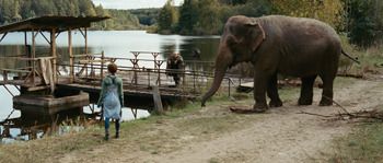 엘리펀트 Elephant Слон 사진