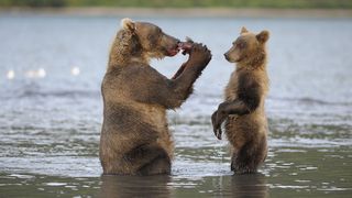 ảnh 랜드 오브 베어스 Land of the Bears Terre des ours