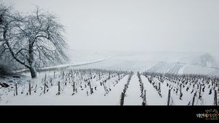 부르고뉴, 와인에서 찾은 인생 Back to Burgundy Foto