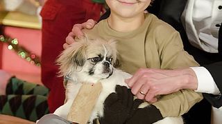 12 독스 오브 크리스마스: 그레이트 퍼피 레스큐 12 Dogs of Christmas: Great Puppy Rescue Photo