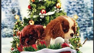 천사의 선물 Project: Puppies for Christmas Photo