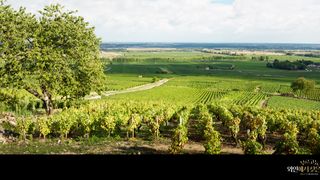 부르고뉴, 와인에서 찾은 인생 Back to Burgundy Foto