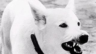 마견 White Dog รูปภาพ