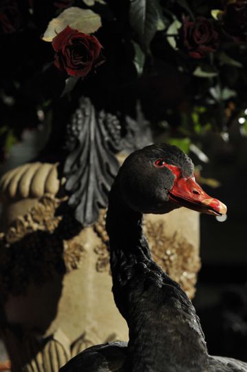 블랙스완 Black Swan 사진