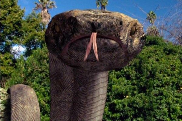 ảnh 코모도 대 코브라 Komodo vs. Cobra
